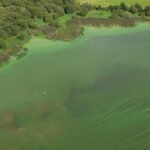 A Solution to the Blue-Green Algae Crisis in Lough Neagh