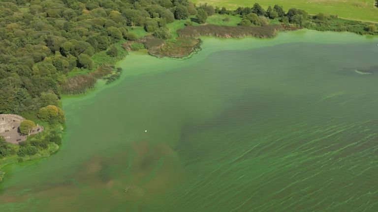 A Solution to the Blue-Green Algae Crisis in Lough Neagh